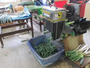 葉のカット作業