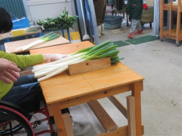 白ねぎの葉鞘の長さチェック