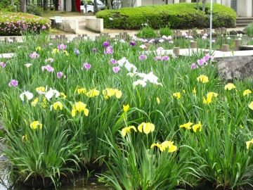 色とりどりの花しょうぶ