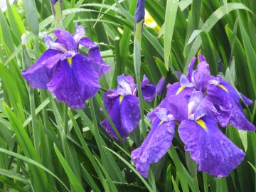 紫色の花しょうぶ