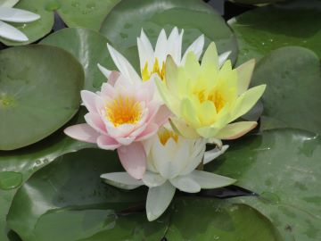4輪の花が重なり合うすいれん