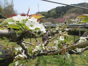 4月16日から満開です。