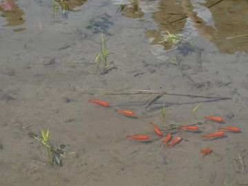 水田の中を泳ぐ金魚の写真