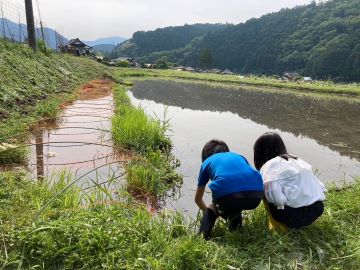 水田を見守る子供たちの写真