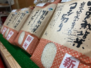 特別栽培のコシヒカリ