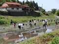 小学生とその家族が中須の棚田で田植えを体験