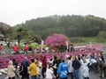 大道理鹿野地地区の春の風景「大道理芝桜まつり」