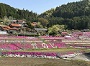 棚田一面が7色の芝桜