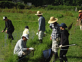 田んぼの生き物観察会@山口大学吉田キャンパスを開催!