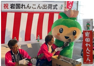 「はぁすちゃん」と一緒に「岩国れんこん」を箱詰め