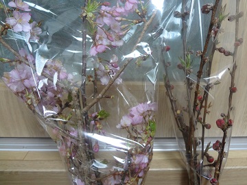 花木