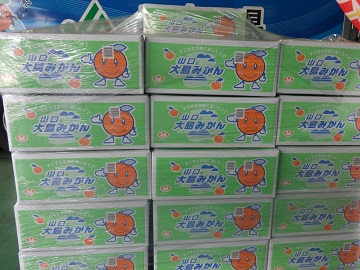 出荷された山口大島みかん