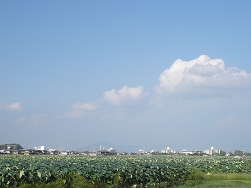 広大なれんこん畑