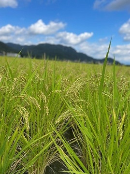 たわわに実る自然栽培のお米