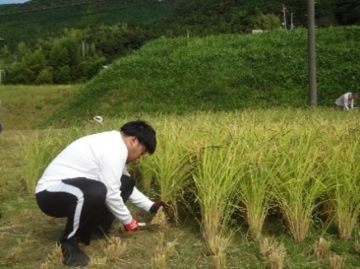 吉敷畑の稲刈り