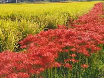 彼岸花