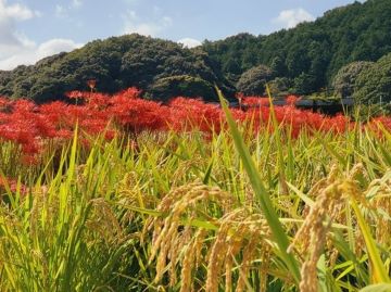 彼岸花