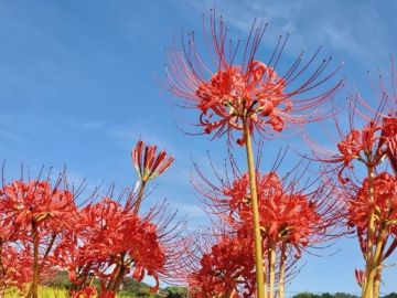 彼岸花