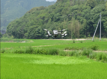 ドローンによる追肥散布の様子