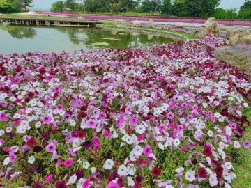 池のほとりに咲き誇るペチュニア