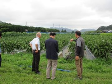 有機栽培ほ場の見学（ナスの栽培ほ場）