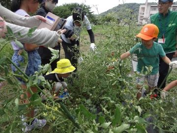ミニトマトを収穫する児童