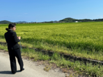 稲が稔り初めていました