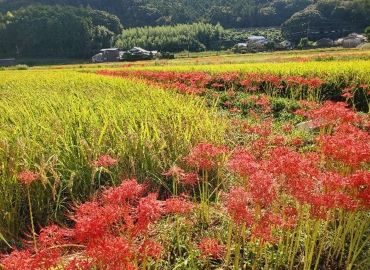 田んぼの畦に咲く彼岸花