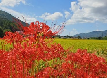 黄金色の稲、青い空を背景に赤い彼岸花が映える様子