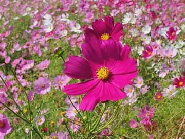 イベント会場を彩るコスモス2