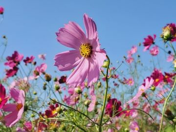 イベント会場を彩るコスモス3