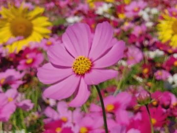 コスモスとひまわりの共演