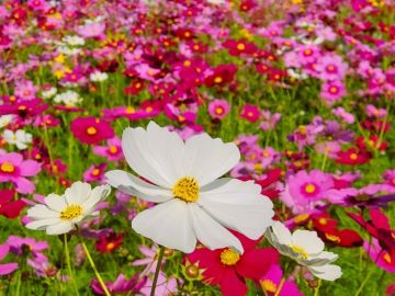 白いコスモスが際立つ