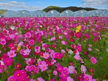 園芸施設を背景に咲くコスモス