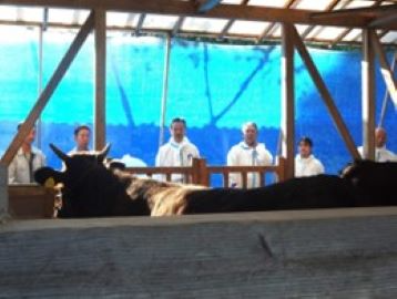 預託子牛の生育状況を観察