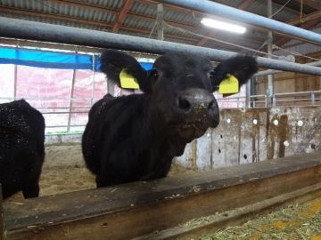 すくすく育つ預託子牛