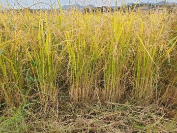 にじのきらめき二作目の株の様子