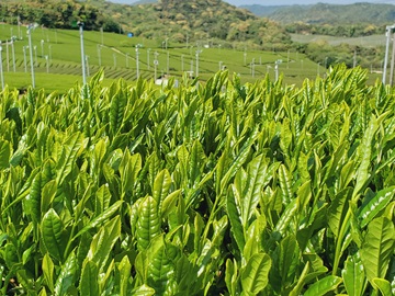 藤河内茶園の新茶