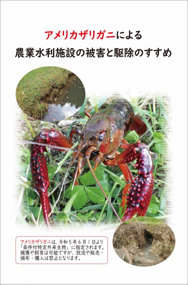 アメリカザリガニのパンフレット