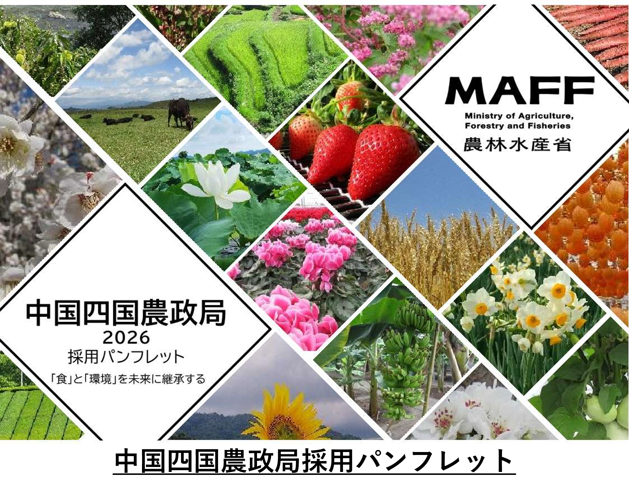 国家一般職大卒（行政・教養）採用パンフレット