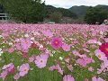 満開に咲いたコスモスの様子