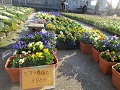 販売している花の苗