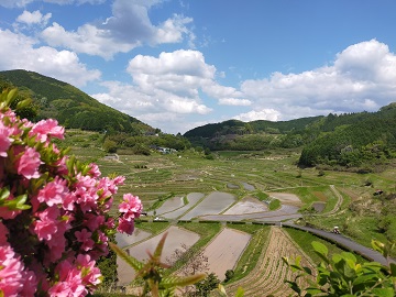 棚田の全景