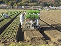 たまねぎの定植作業