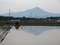 大山が写る水田