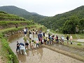 地元小学生による田植え体験