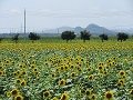 一面に咲くひまわり