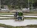 田植えの様子