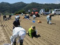 らっきょうの植え付け作業の様子