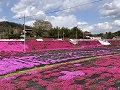 植栽された約1万株のシバザクラ